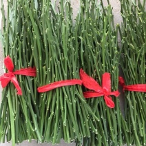 橘之尤物甘平枝条10~20cm