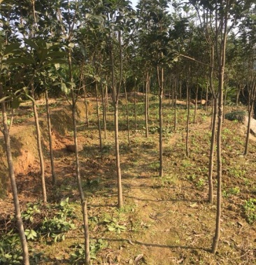 桂花树 条子货三公分