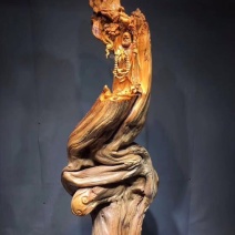 太行崖柏14~16cm0.5米以下