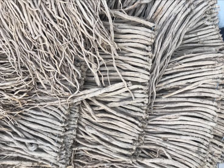 白条党参实物图