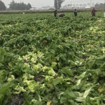 早熟儿菜，基地直销。量大从优