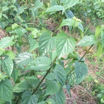 豆腐树苗80~100cm