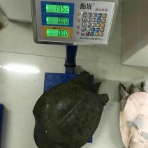 鳖外唐水鱼6-12斤