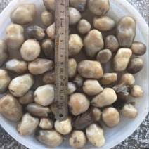 草菇3cm以上