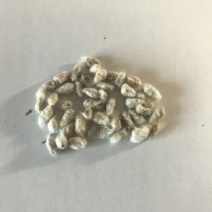 棉籽