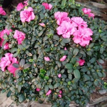 西洋杜鹃4~6cm0.5米以下