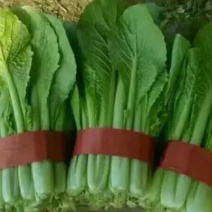 小苦菜15~20厘米