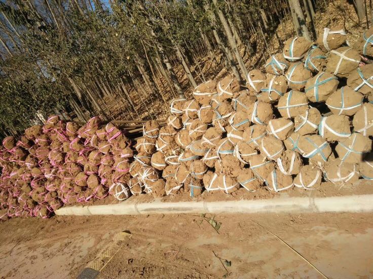 大叶女贞苗木打包运输现场,工人正在对苗木进行装车前的打包处理 大叶女贞苗木打包运输现场