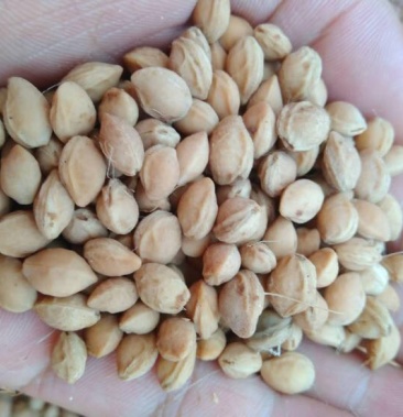 樱桃种子 大青叶,山樱桃批发