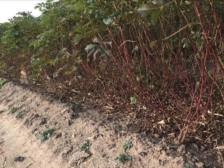 田间管理中的四季玫瑰种植基地