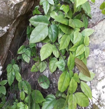 野生三叶青别名破石珠