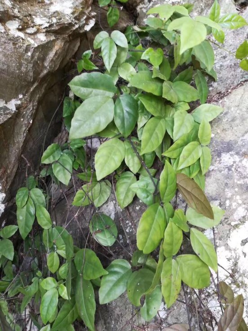 野生三叶青,别名破石珠