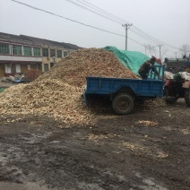 平菇菌种原种
