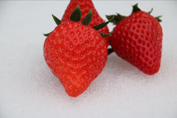 正宗奶油草莓特写图