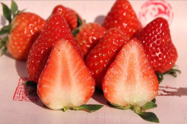 切开的四季奶油草莓果实,展示其典型的乳白色至淡黄色果肉,中心髓部轻微中空但不严重,种子浅黄色嵌于果面,果皮薄而完整呈鲜红色;旁边放置标准比色卡和游标卡尺用于尺寸与颜色参照 成熟四季奶油草莓果实剖面图