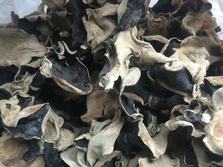 白贝毛木耳与普通毛木耳对比图：左侧为白贝毛木耳复水后厚实质地（标尺显示2.2mm），右侧为普通毛木耳薄软易断状态（标尺显示1.4mm），背景为同一培养基切片显微照片（400×）显示白贝菌丝更粗壮致密