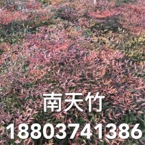南天竹50~80cm