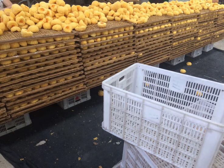 展示多种丑耳菌加工产品,包括干品、即食罐头、包装礼盒等,背景为现代化食品加工车间或货架 丑耳菌产品展示图