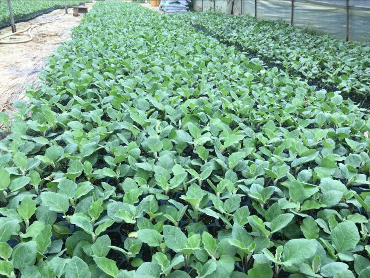 温室内的普罗旺斯番茄幼苗整齐排列,叶片浓绿肥厚,茎秆粗壮,处于两叶一心阶段,背景可见穴盘育苗架和温控设备 普罗旺斯番茄苗期生长状态