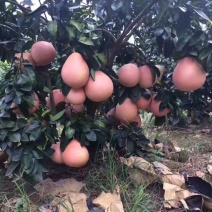 三红蜜柚苗2年苗精品三红蜜柚苗
