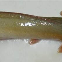 怀头鲶食用