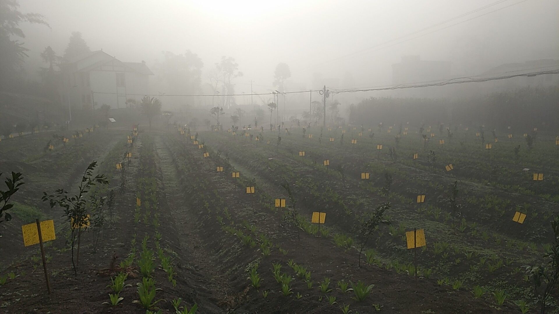 葱田使用黄色粘虫板图