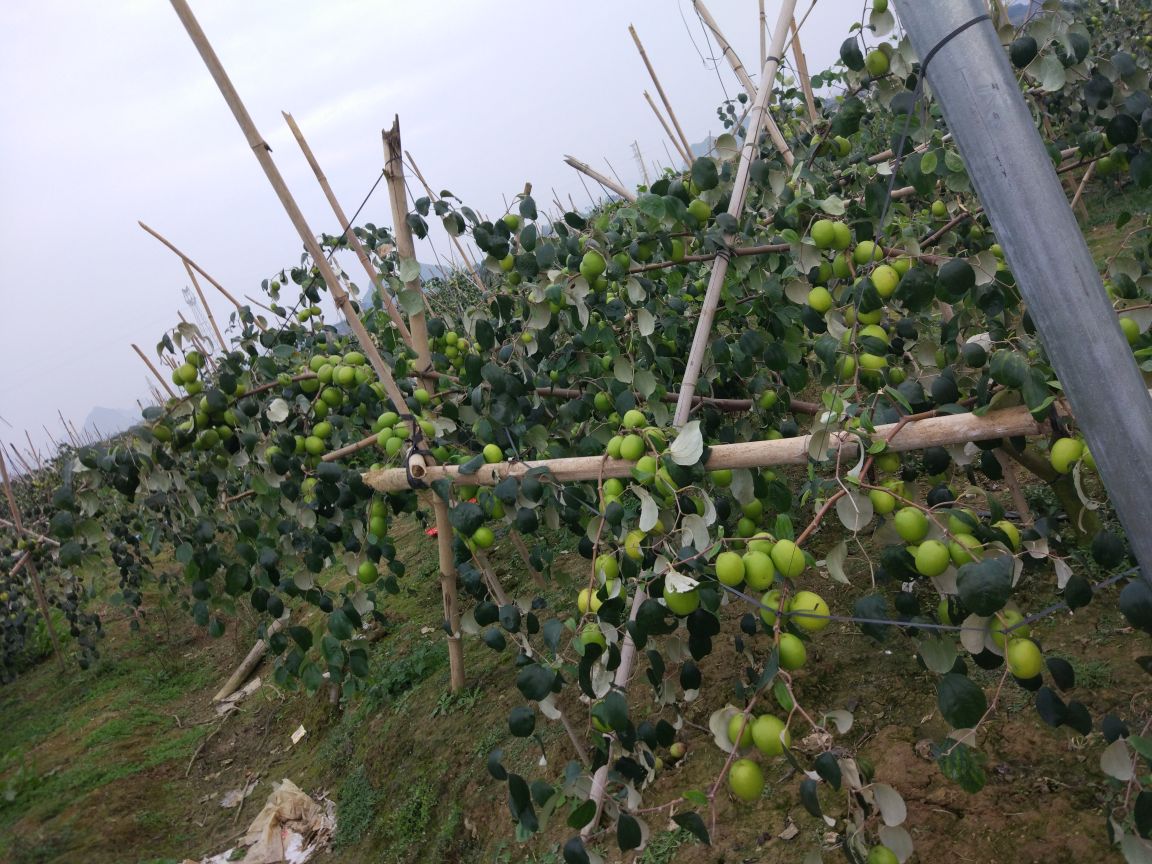 青枣果园标准化种植布局图