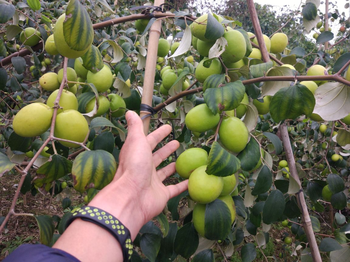 青枣采摘与挑选场景