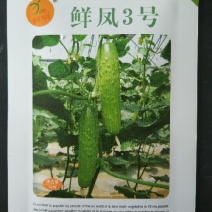 水果黄瓜种子90%以上