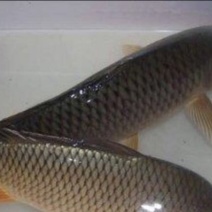 河鲤鱼食用3公斤以上