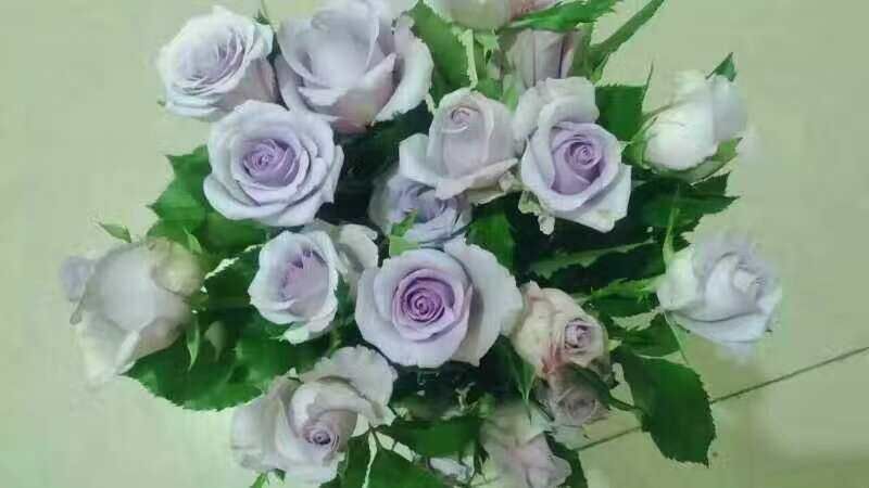 月季真宙制成的高端花束