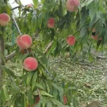 桃树苗批发桃树占地桃树山东青岛平度规格齐全
