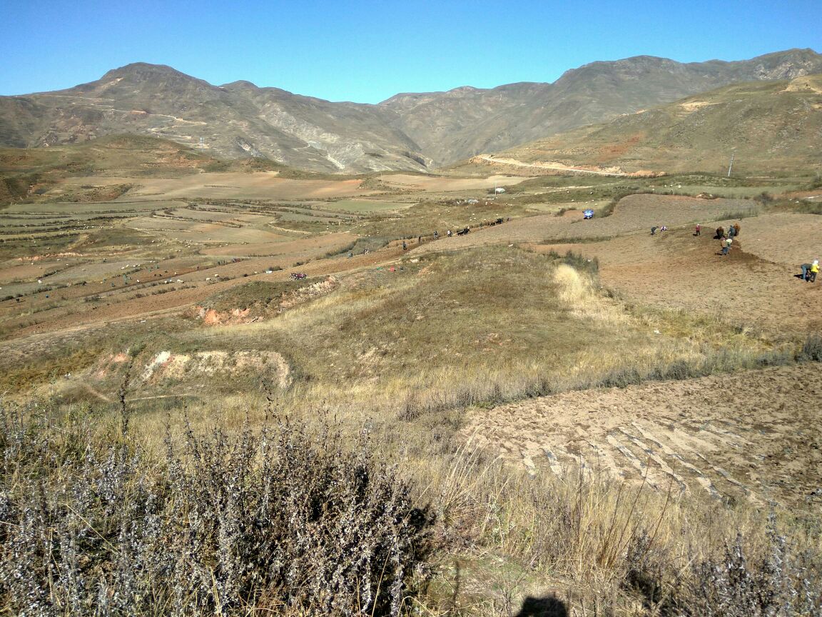 高山沙参的自然生长环境