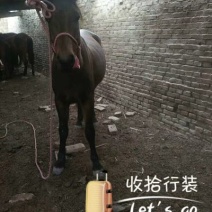伊犁马200~300kg