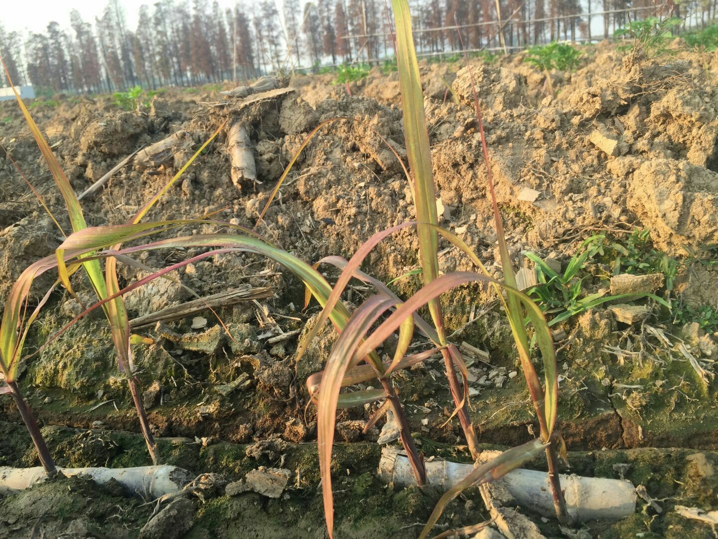 【春耕加油】黑皮甘蔗种苗5至9个芽的靓货