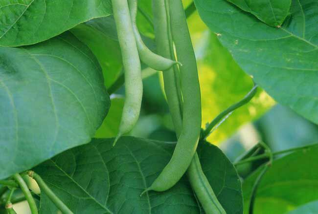 豌豆与四季豆植株对比图