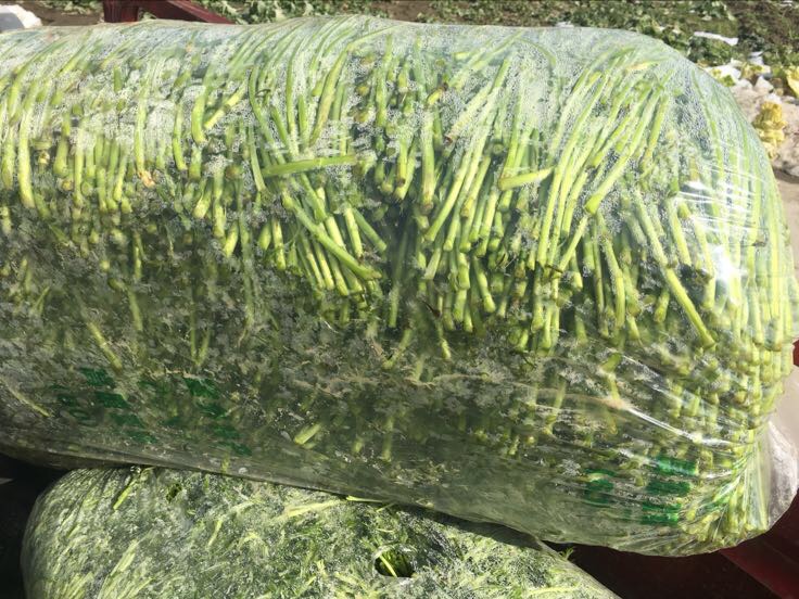 市场上的蒿子杆与茼蒿对比