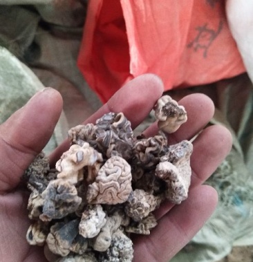 [猴头菇批发]猴头菇 猴脑菇价格80.00元/斤 - 一亩田