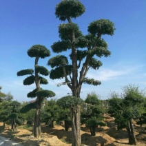 造型树二千株，自育自销)