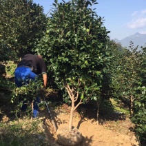 山茶树6~8cm4cm以下2~2.5m