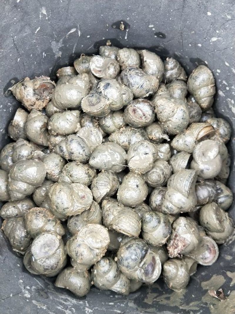 中华圆田螺食用鲜活