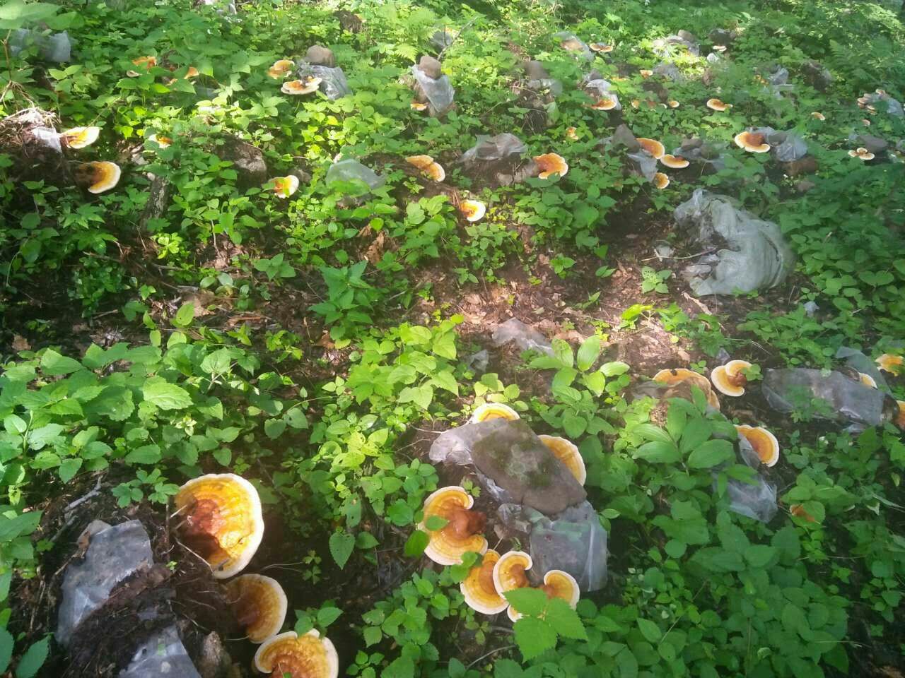 竹林深处生长中的竹灵芝生态场景