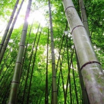 绿竹19~20m
