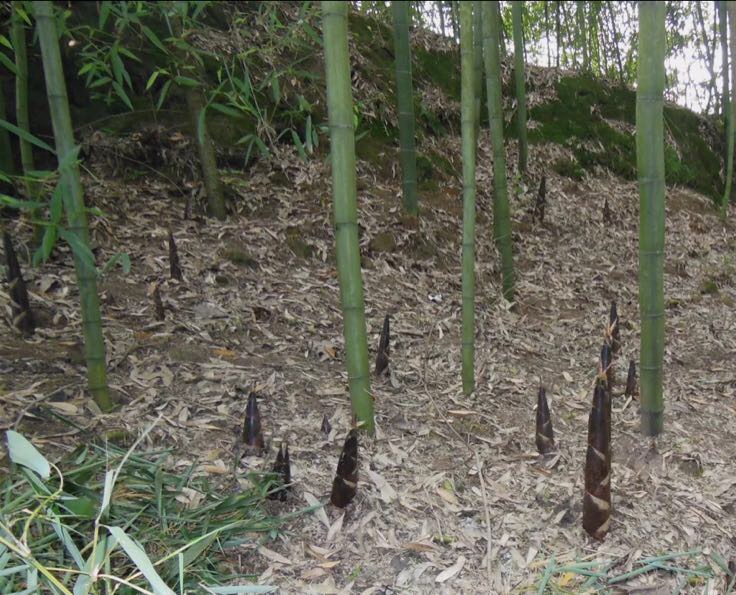 雷竹林中刚刚冒头的鲜嫩雷笋