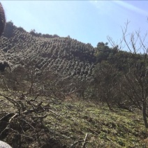 山茶树6~8cm4cm以下1.5~2m