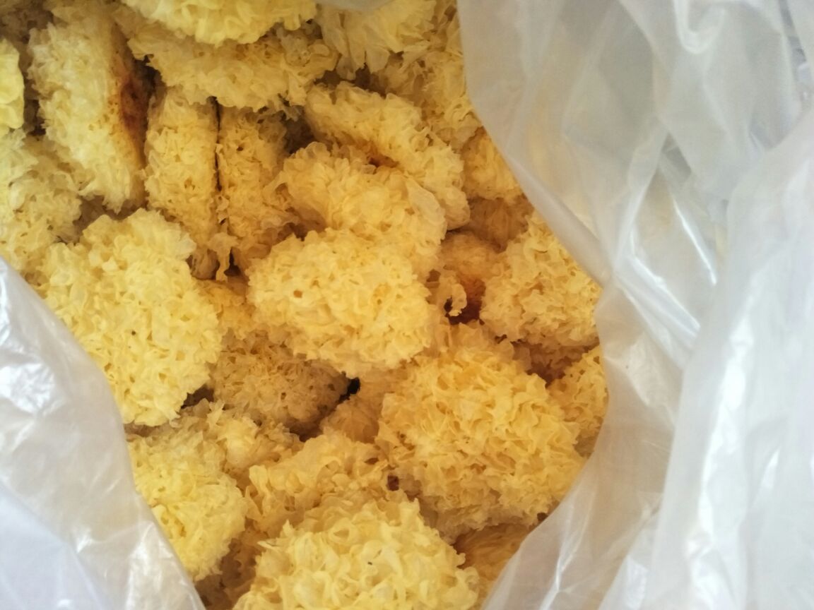 展示丑耳的自然形态,表面褶皱明显,颜色偏黄,质地柔软 丑耳的外观特征