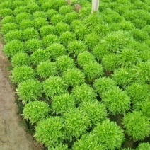 苦菊10~12cm