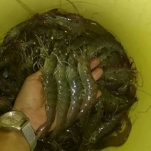 基围虾（白对虾）