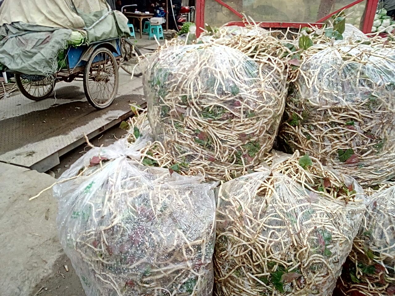 左侧为贵州遵义农贸市场的鱼腥草摊位,整齐摆放新鲜带叶的鱼腥草植株,标价8元/斤;右侧为流动商贩兜售的‘野生茅根’,包装简陋,无溯源信息。背景电子屏滚动播放‘警惕假冒折耳根’警示标语 市场流通场景图