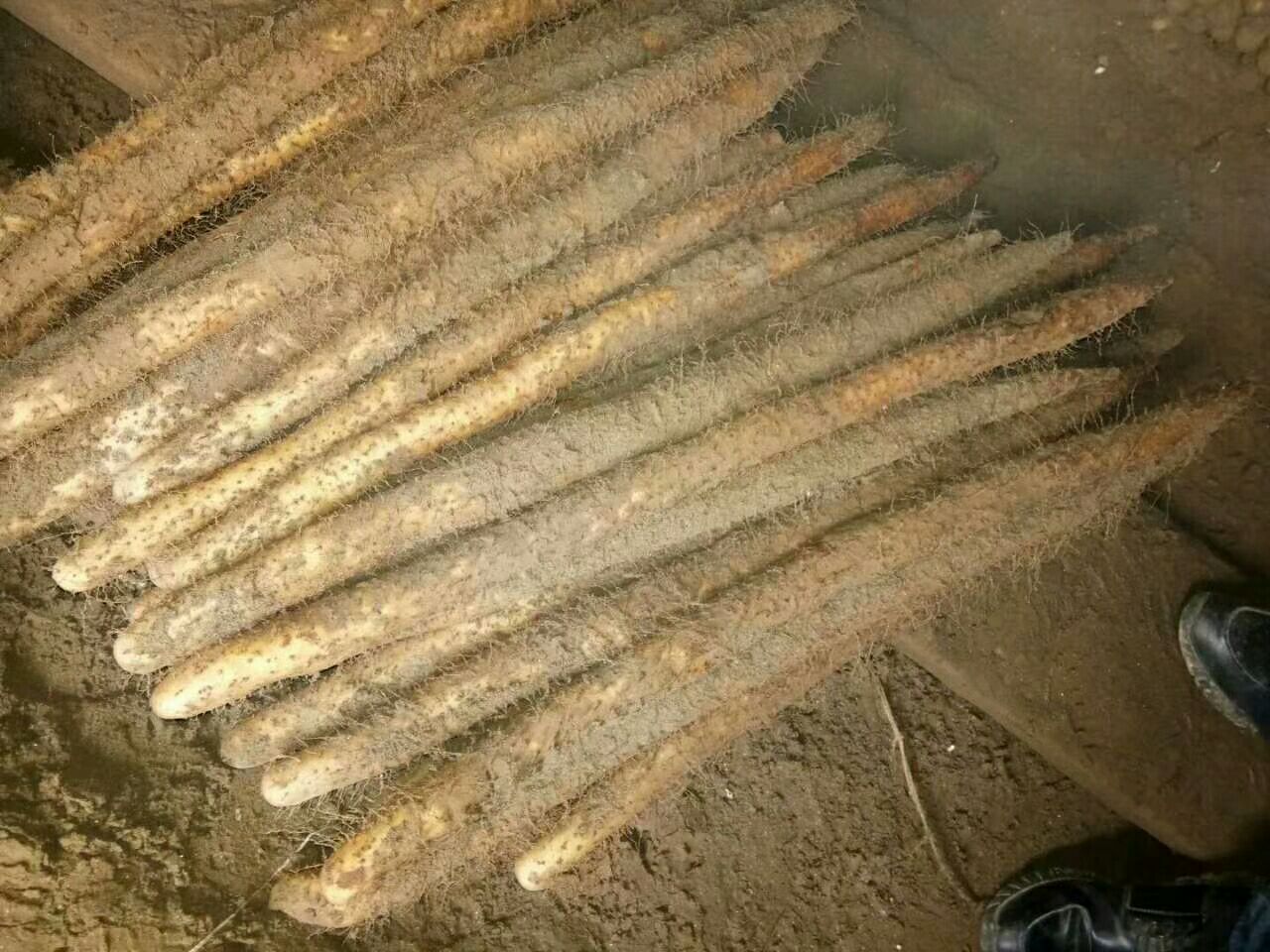 一根新鲜的棒山药,表皮光滑,形状笔直如棒,背景为田园土壤 棒山药实物图